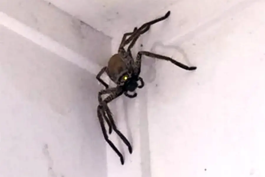 Огромный паук на потолке