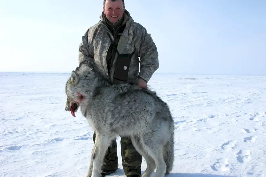 Огромный Северный волк