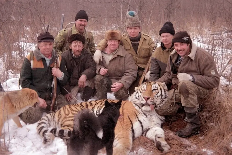 Охота на тигров