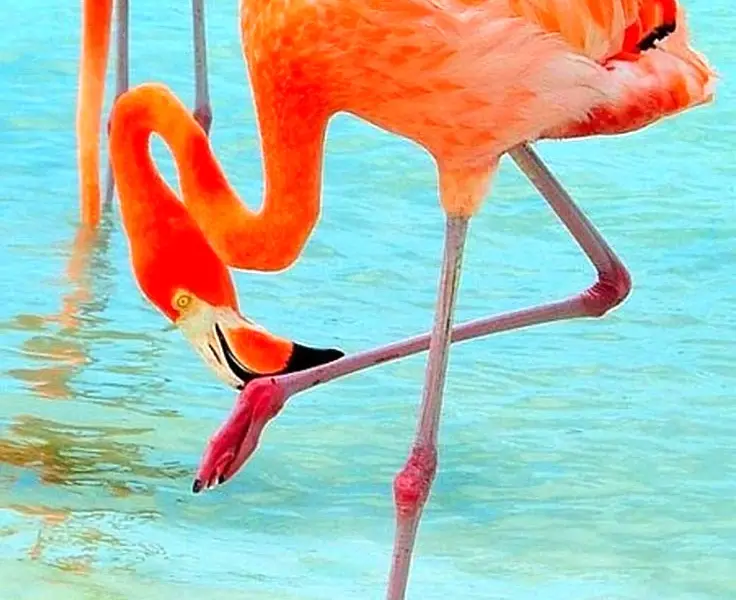Окрас Фламинго