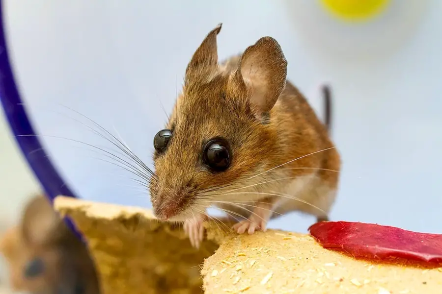 Оленья мышь Peromyscus maniculatus