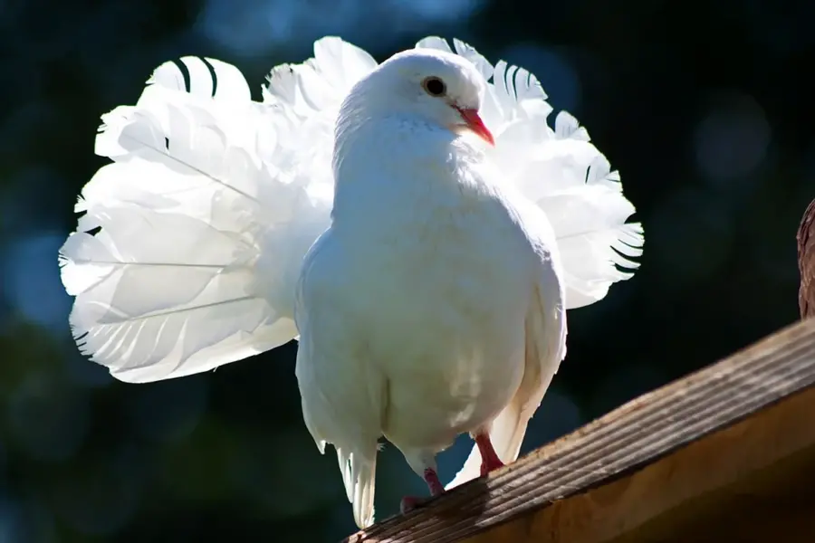 Омские белые голуби