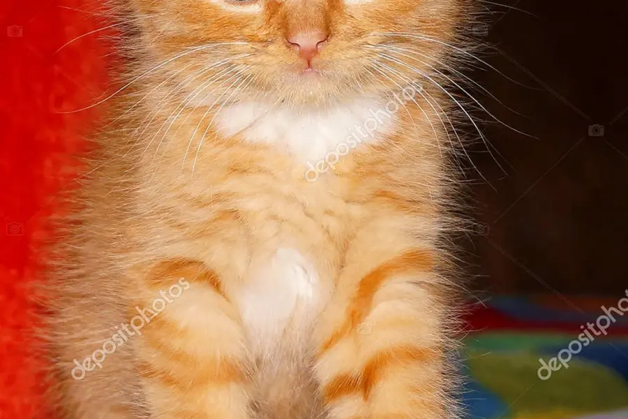 Оранжевый маленький котенок