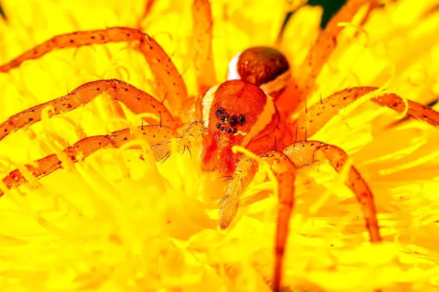 Оранжевый паук крестовик