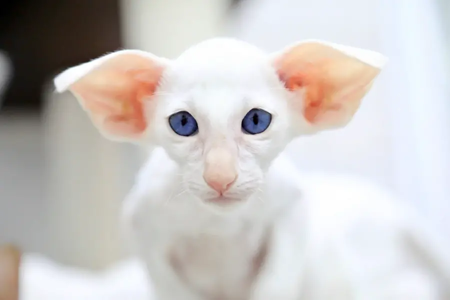 Ориентальная кошка белая с голубыми