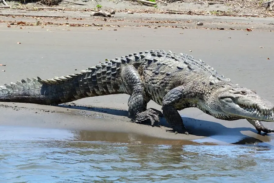 Оринокский крокодил
