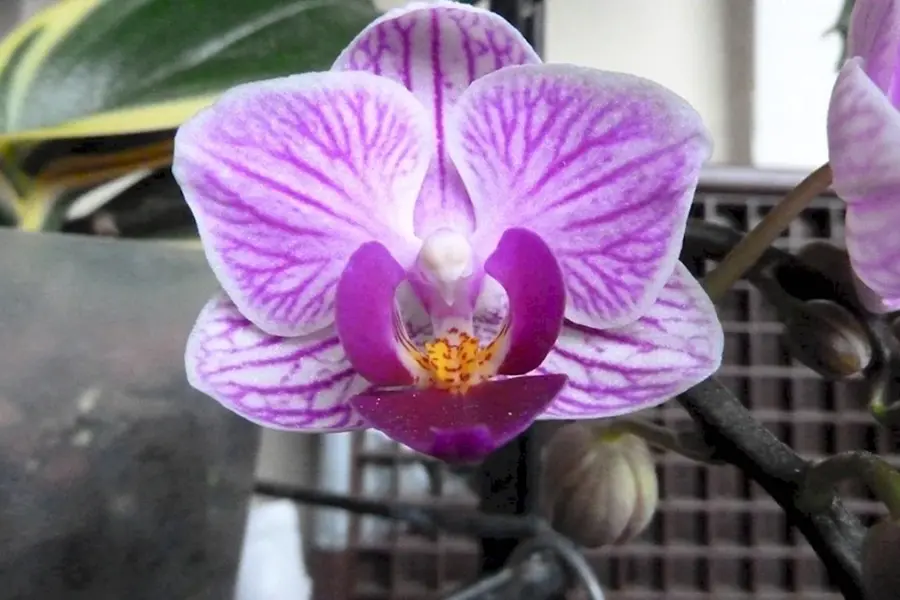 Орхидея фаленопсис Виенна мультифлора