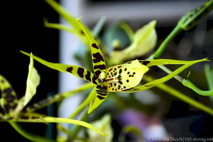 Орхидейный паук