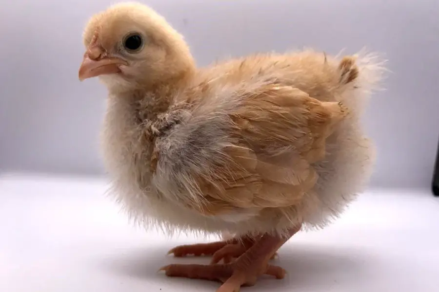 Орпингтон палевый цыплята