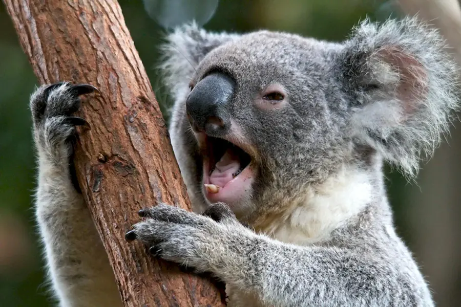 Отряд сумчатые коала