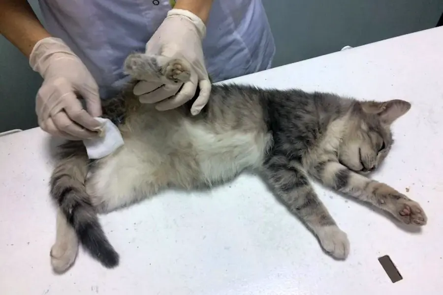 Овариогистерэктомия кошки
