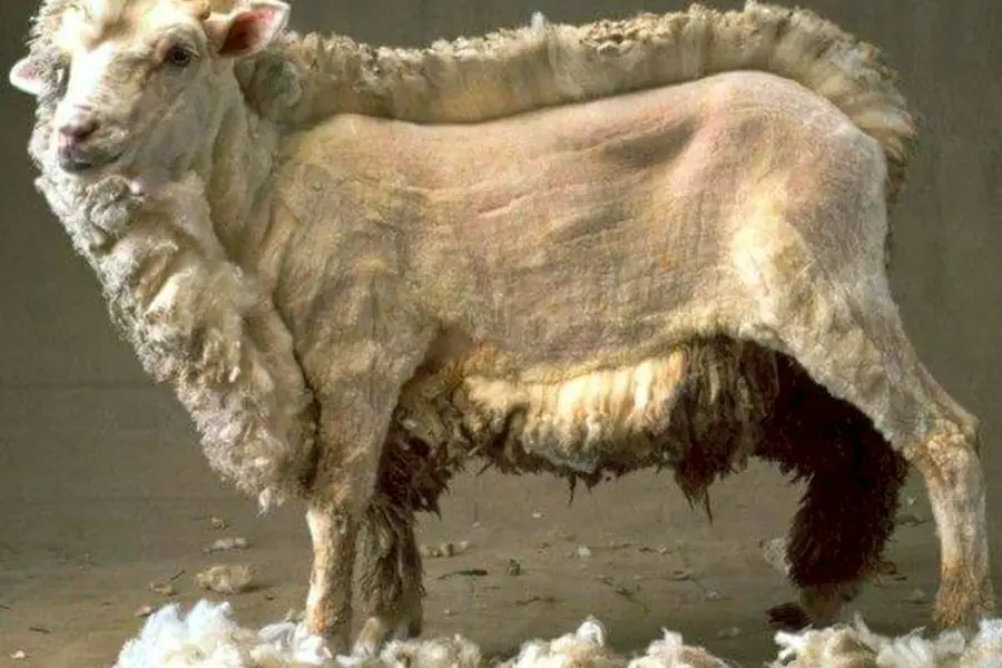 Овца-меринос Руно