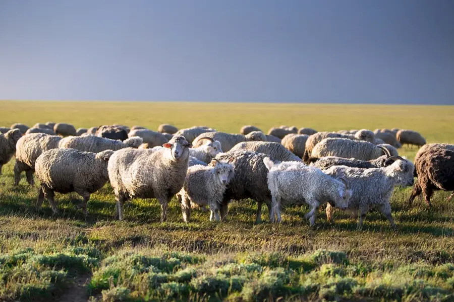 Овцеводство в Калмыкии