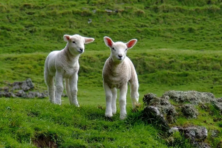 Овцы на природе