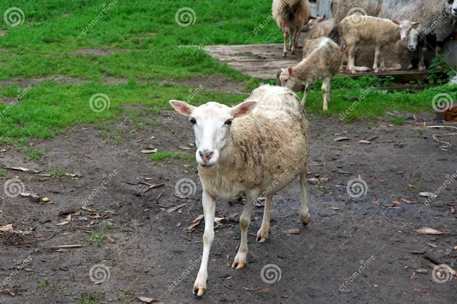 Овцы в деревне