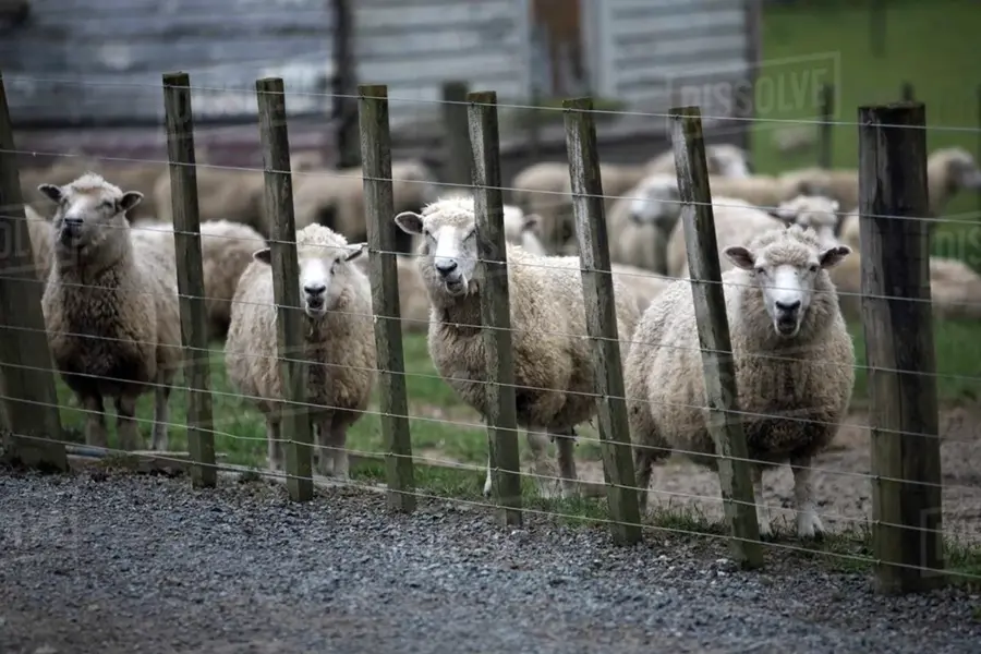Овцы за забором