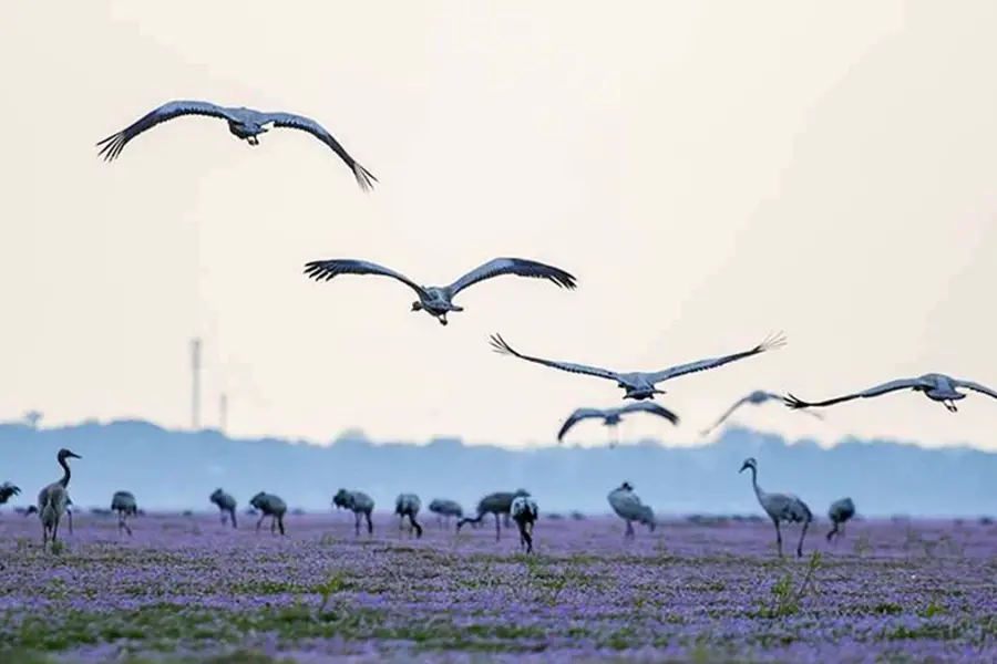 Озеро перелетных птиц в Китае