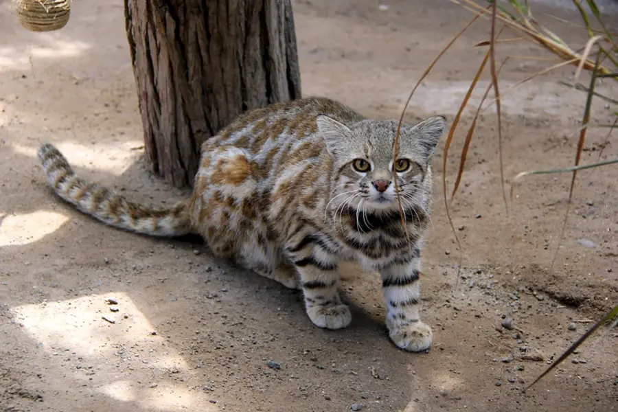 Пампасская кошка leopardus Pajeros