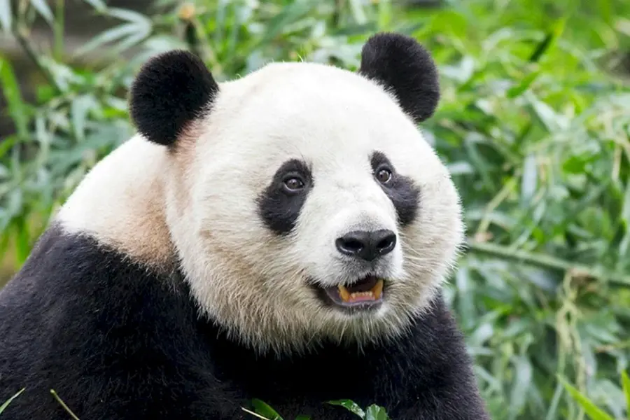Панда эндемик