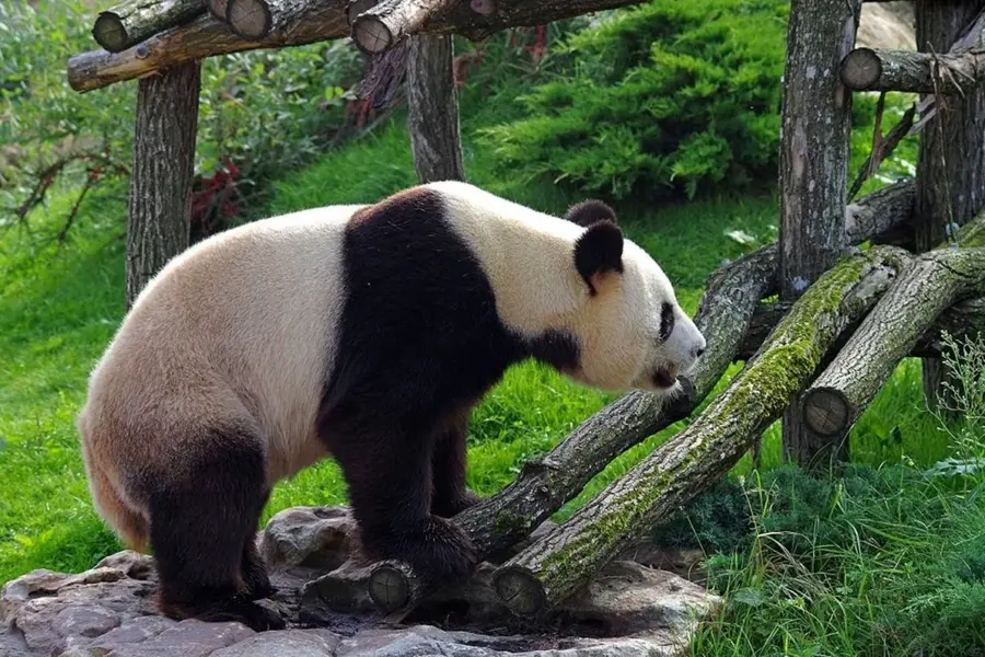 Панда сзади