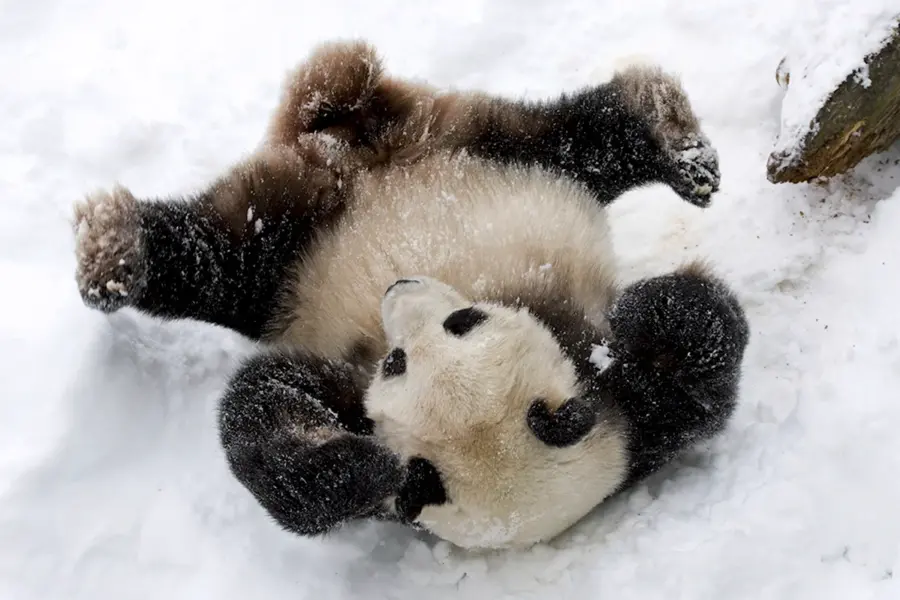 Панда зимой