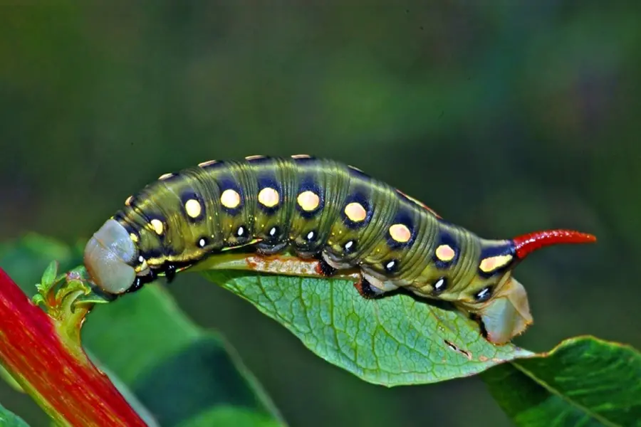 Papilio Troilus гусеница бабочка