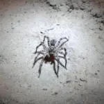 Пауки тарантулы в Липецкой области