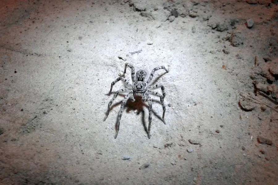Пауки тарантулы в Липецкой области
