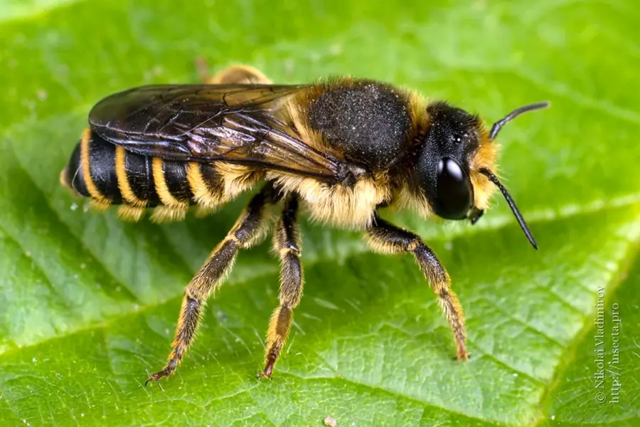 Пчела мегахила