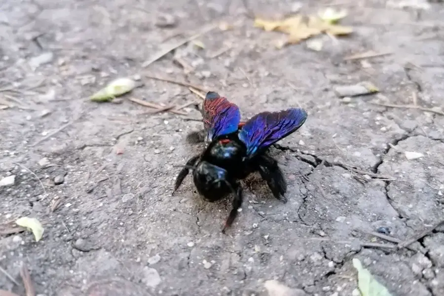 Пчела плотник фиолетовая опасная