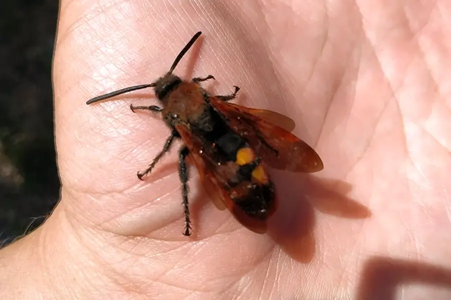 Пчела Сколия гигантская