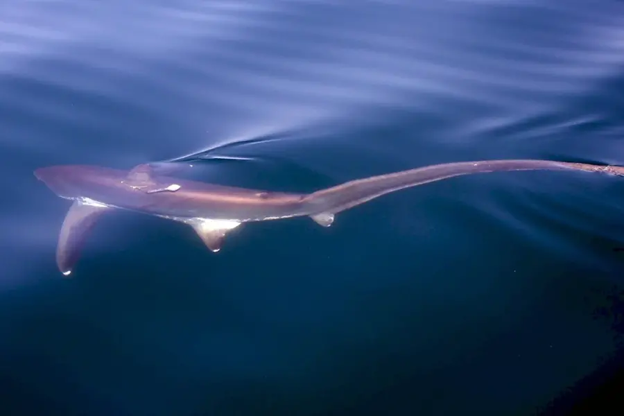 Пелагическая Лисья акула