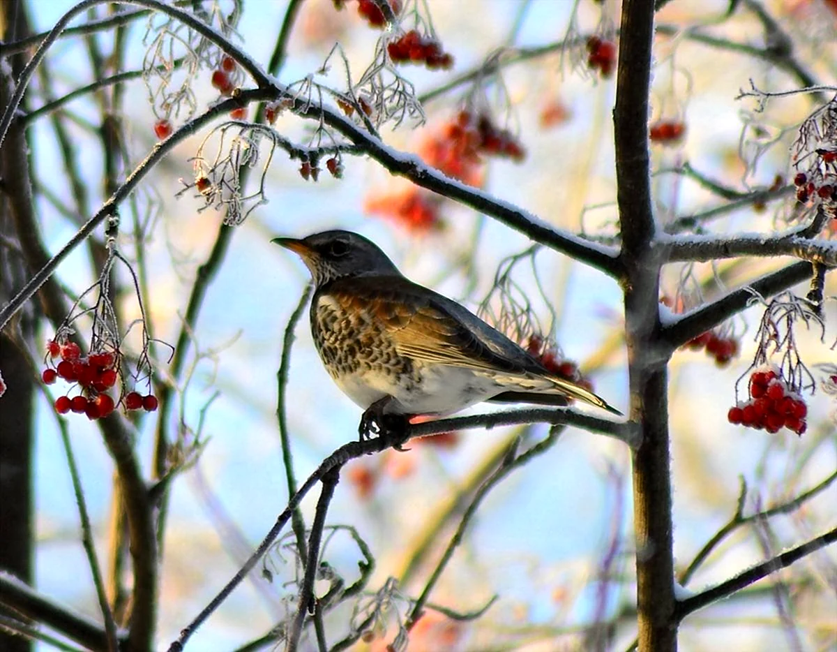 Какие птицы прилетели в омск. Рябинник (turdus pilaris. Птицы Западной Сибири свиристель. Сибирские перелетные птицы. Перелетные птицы Сибирь Сибирь.