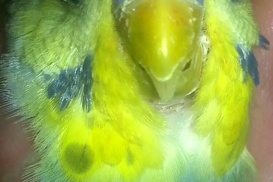 Перьевые клещи у волнистых попугаев