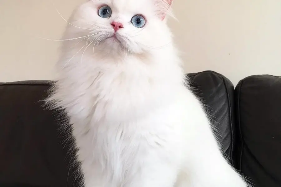 Персиан кошка
