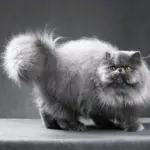 Персидская голубая кошка