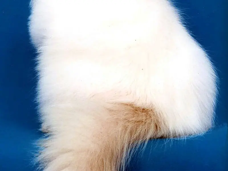 Персидская кошка колор Пойнт