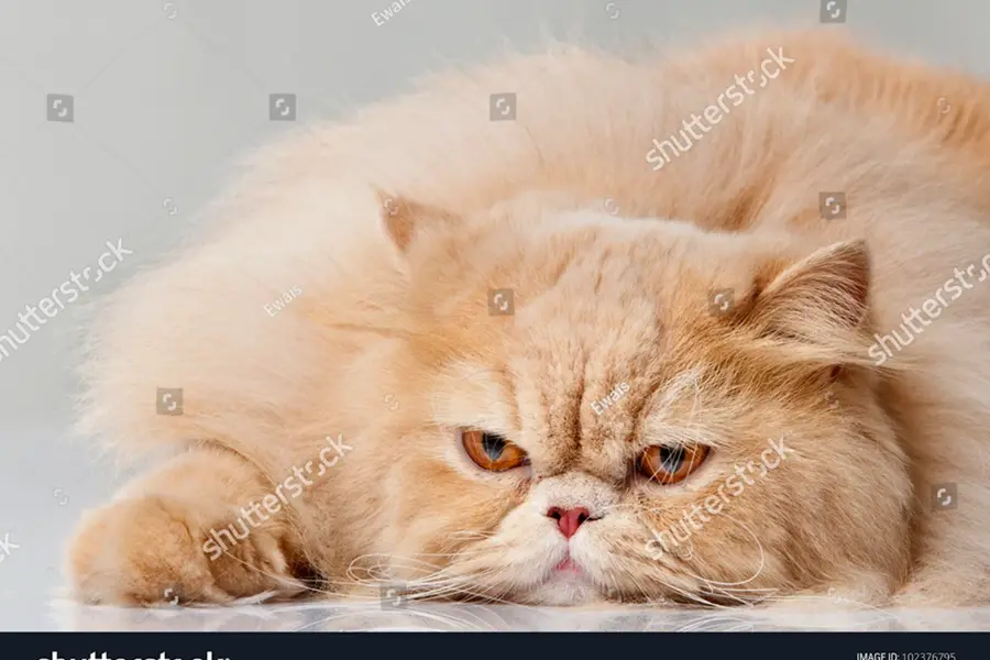 Персидская кошка кремовая