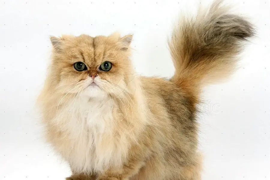 Персидская Золотая шиншилла кошка