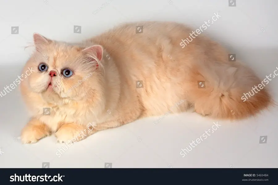 Персидский кот кремовый окрас