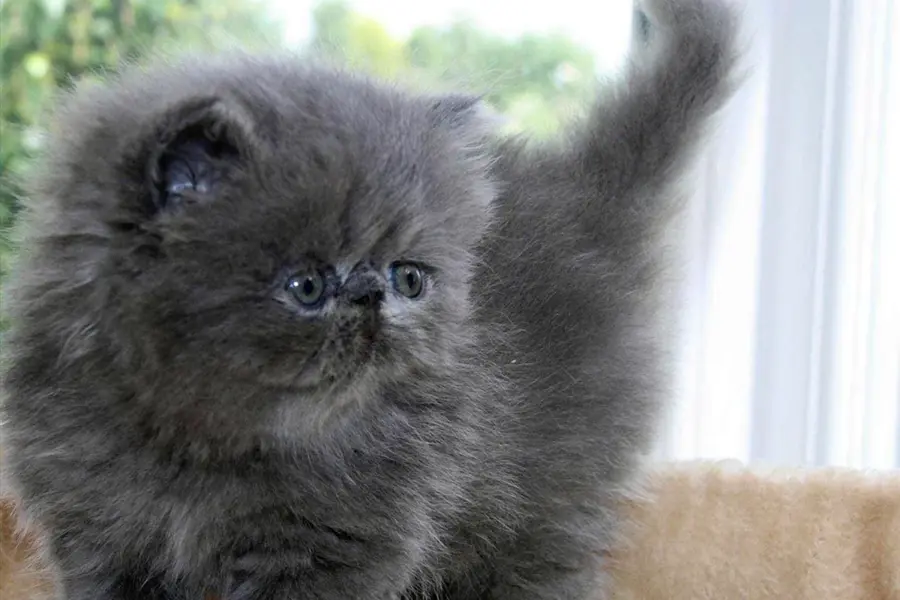 Персидский котенок дымчатый