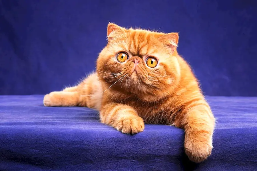 Персидский вислоухий кот рыжий