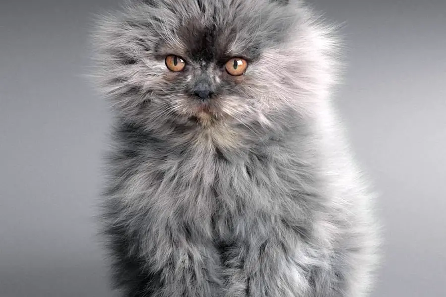 Персидской шотландко Сибирская кошка