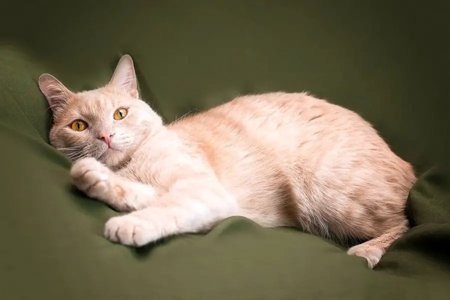 Персиковый кот порода