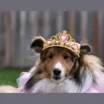 Пес Королевский пес Королевский пес