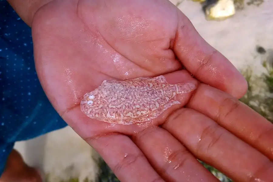 Песчаная рыба