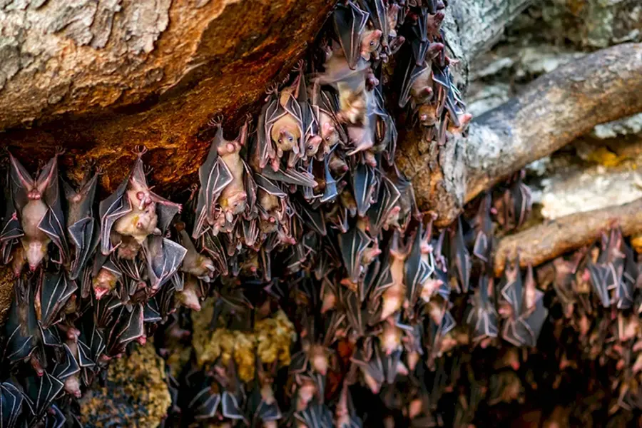 Пещеры летучих мышей Филиппины