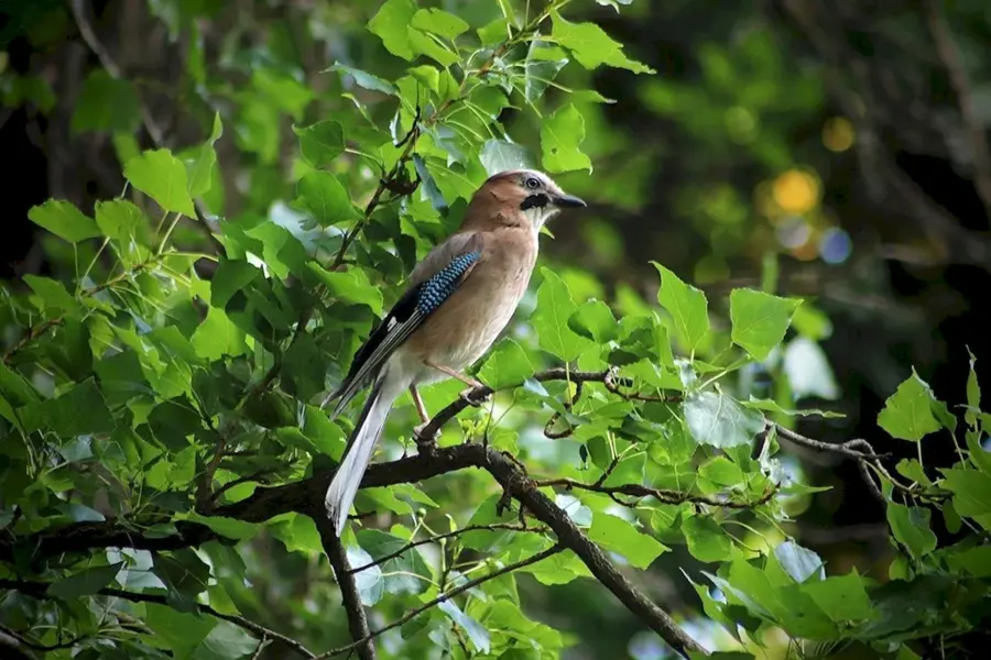 Певчие птицы в лесу