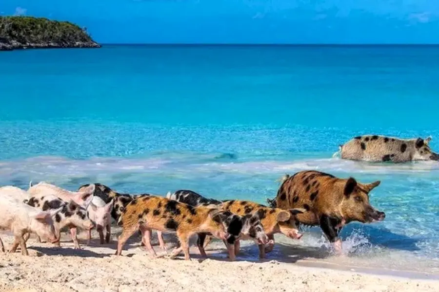 Пиг-Бич Багамские острова