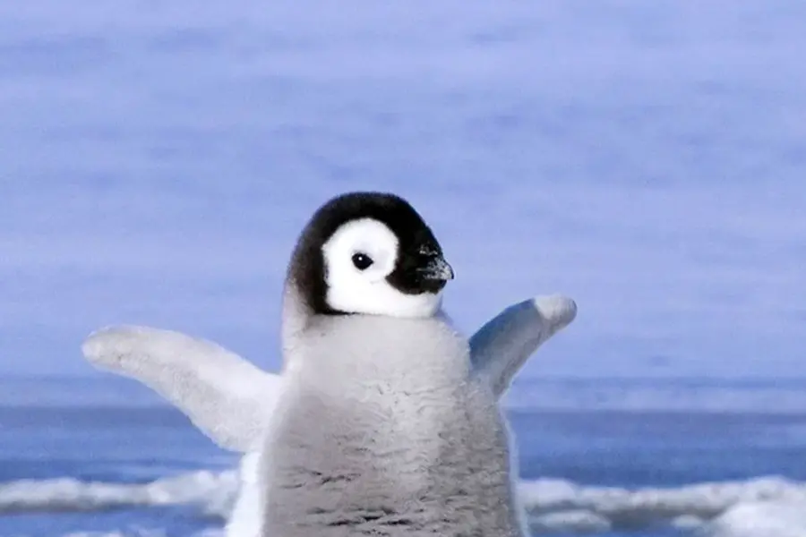 Пингвин и Пингвиненок